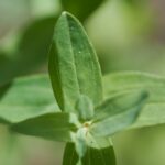 Зверобой продырявленный (Hypericum perforatum)