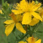Зверобой продырявленный (Hypericum perforatum)