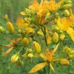 Зверобой продырявленный (Hypericum perforatum)