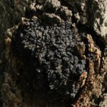 Чага берёзовая — focus:fungus (Inonotus obliquus)