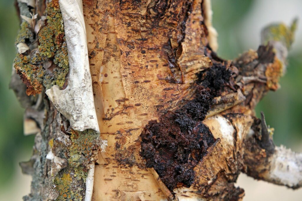 Чага берёзовая — плоды (Inonotus obliquus)