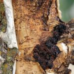 Чага берёзовая — плоды (Inonotus obliquus)