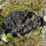 Чага берёзовая — focus:fungus (Inonotus obliquus)