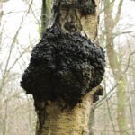 Чага берёзовая — focus:fungus (Inonotus obliquus)