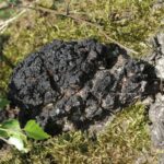 Чага берёзовая — focus:fungus (Inonotus obliquus)