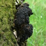 Чага берёзовая — общий вид (Inonotus obliquus)