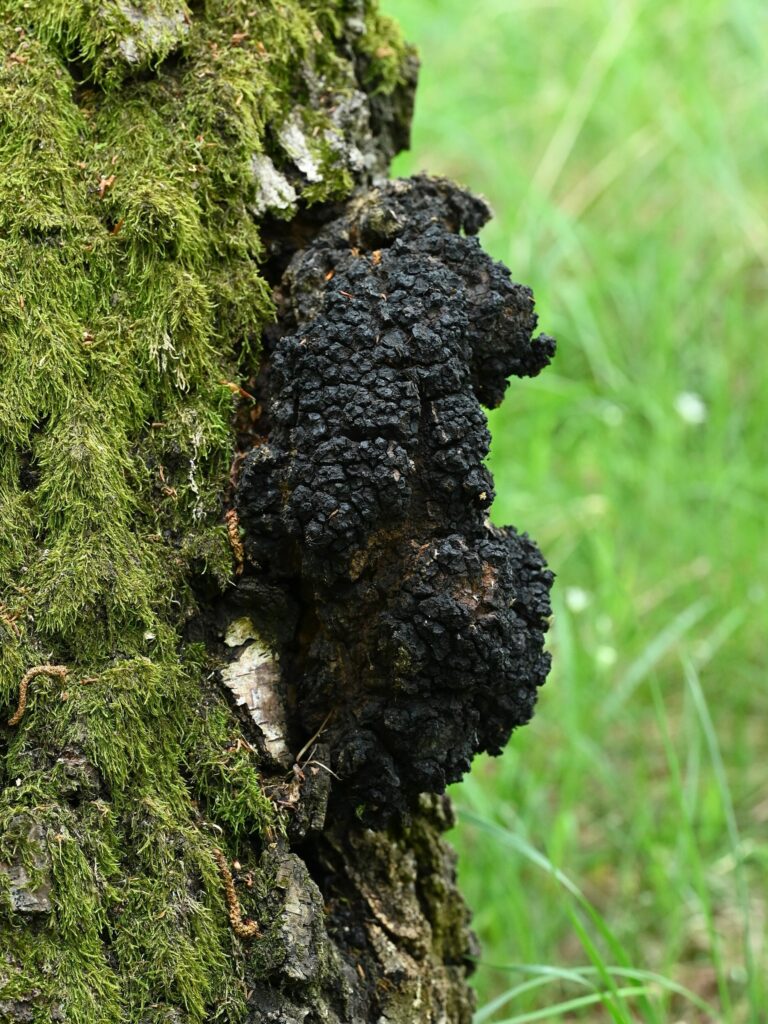 Чага берёзовая — общий вид (Inonotus obliquus)