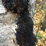 Чага берёзовая (Inonotus obliquus)