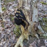 Чага берёзовая (Inonotus obliquus)