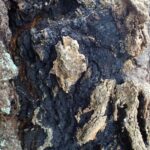 Чага берёзовая (Inonotus obliquus)