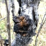 Чага берёзовая (Inonotus obliquus)