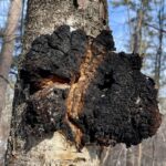 Чага берёзовая (Inonotus obliquus)