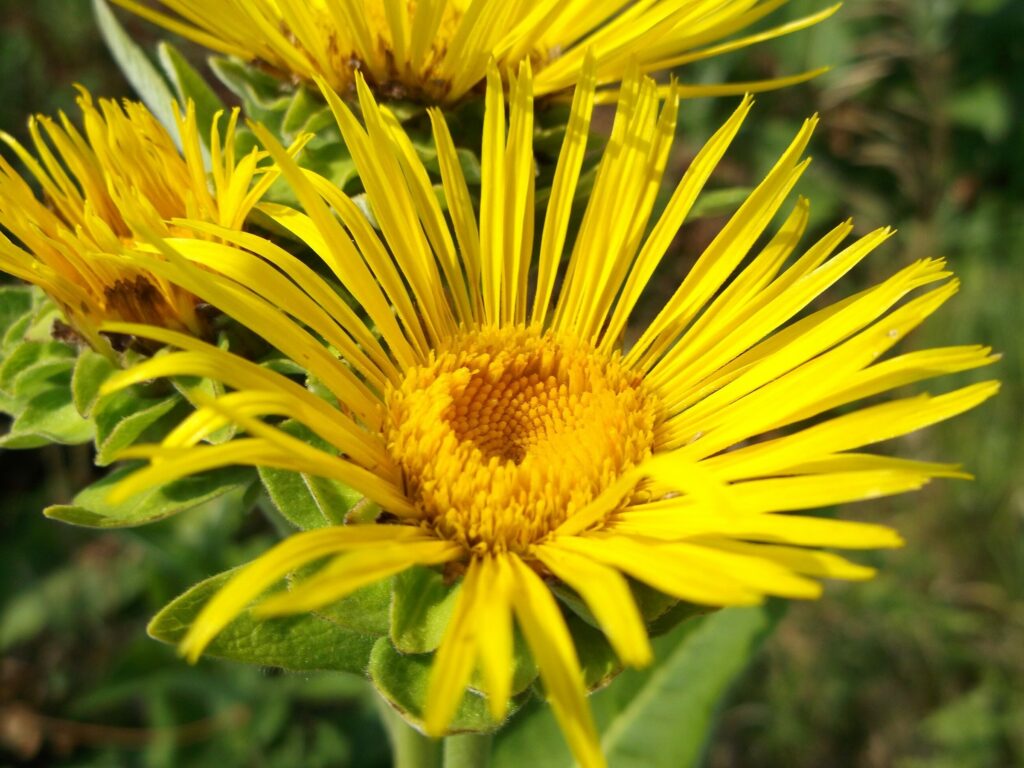 Девясил высокий — цветки (Inula helenium)