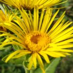 Девясил высокий — цветки (Inula helenium)