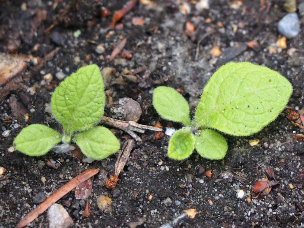 Девясил высокий — плоды (Inula helenium)
