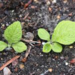 Девясил высокий — плоды (Inula helenium)