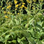 Девясил высокий — общий вид (Inula helenium)