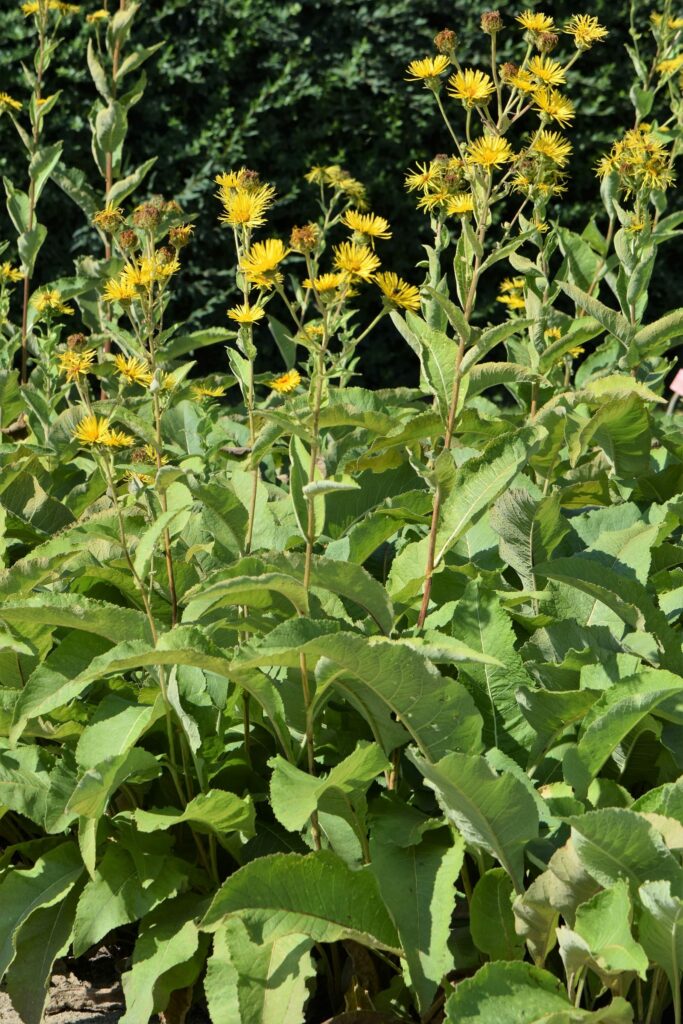 Девясил высокий — общий вид (Inula helenium)