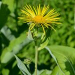 Девясил высокий — общий вид (Inula helenium)