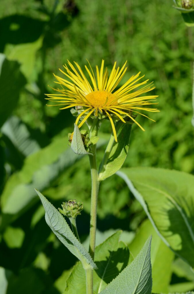 Девясил высокий — общий вид (Inula helenium)