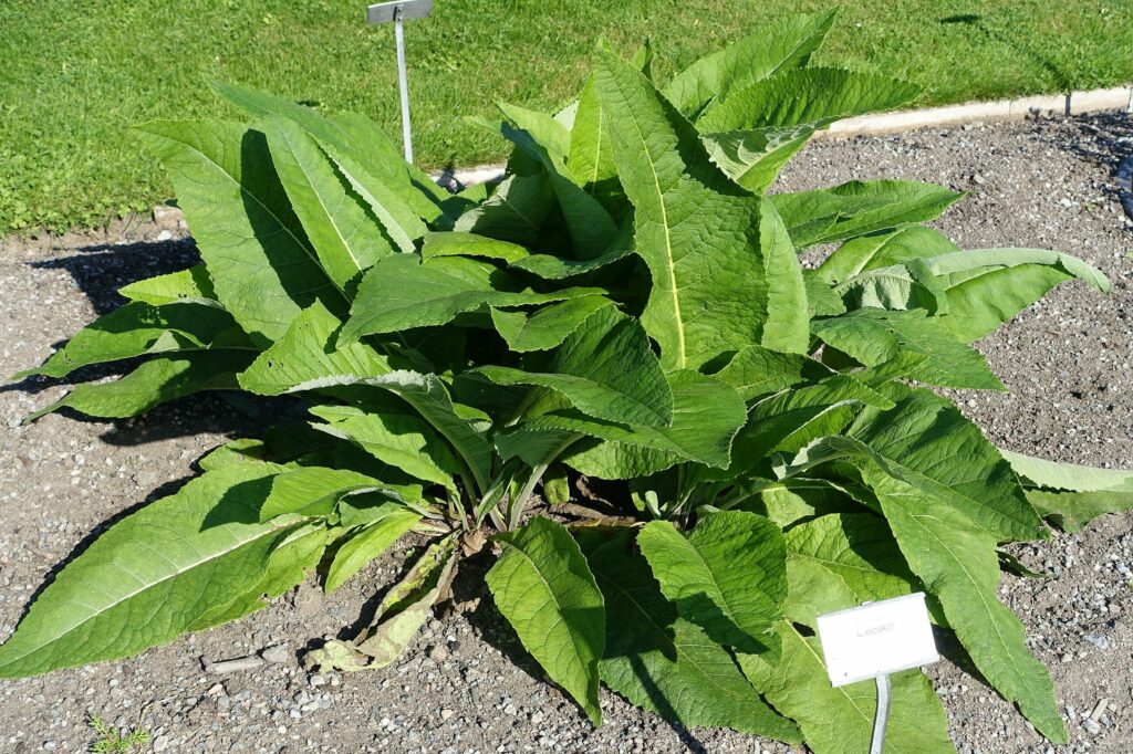 Девясил высокий — общий вид (Inula helenium)