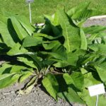 Девясил высокий — общий вид (Inula helenium)