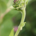 Девясил высокий — общий вид (Inula helenium)
