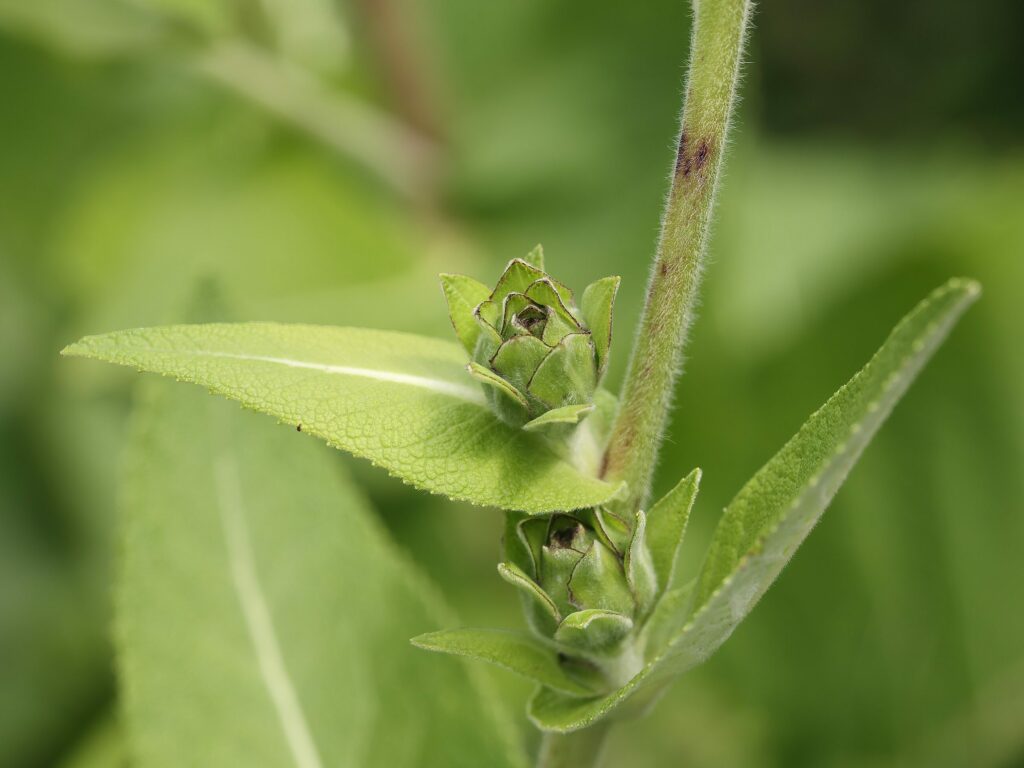 Девясил высокий — общий вид (Inula helenium)