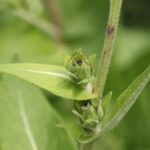 Девясил высокий — общий вид (Inula helenium)
