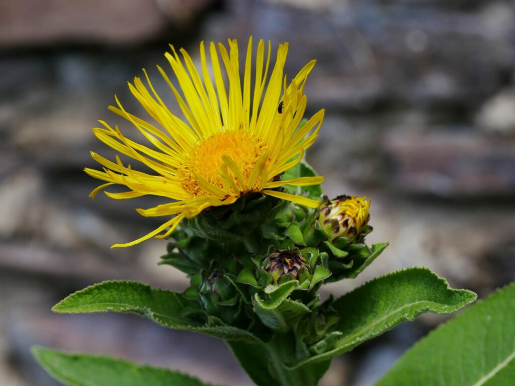 Девясил высокий — общий вид (Inula helenium)