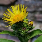 Девясил высокий — общий вид (Inula helenium)