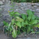 Девясил высокий — общий вид (Inula helenium)