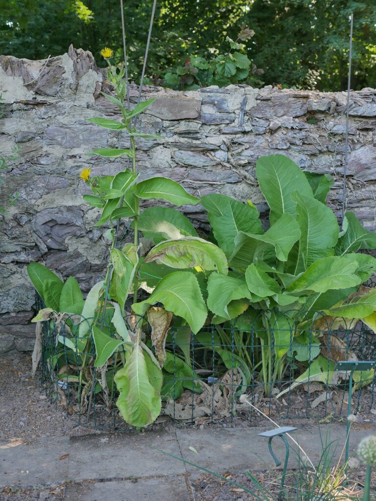 Девясил высокий — общий вид (Inula helenium)