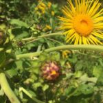 Девясил высокий (Inula helenium)