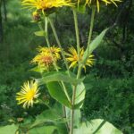 Девясил высокий (Inula helenium)