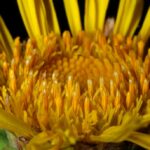 Девясил высокий (Inula helenium)