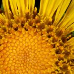 Девясил высокий (Inula helenium)