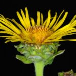 Девясил высокий (Inula helenium)