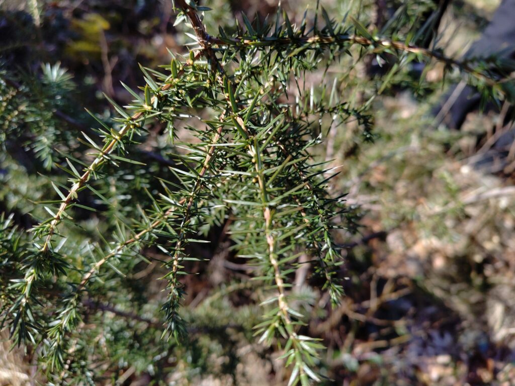 Можжевельник обыкновенный — общий вид (Juniperus communis)