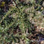 Можжевельник обыкновенный — общий вид (Juniperus communis)