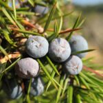 Можжевельник обыкновенный — лист (Juniperus communis)
