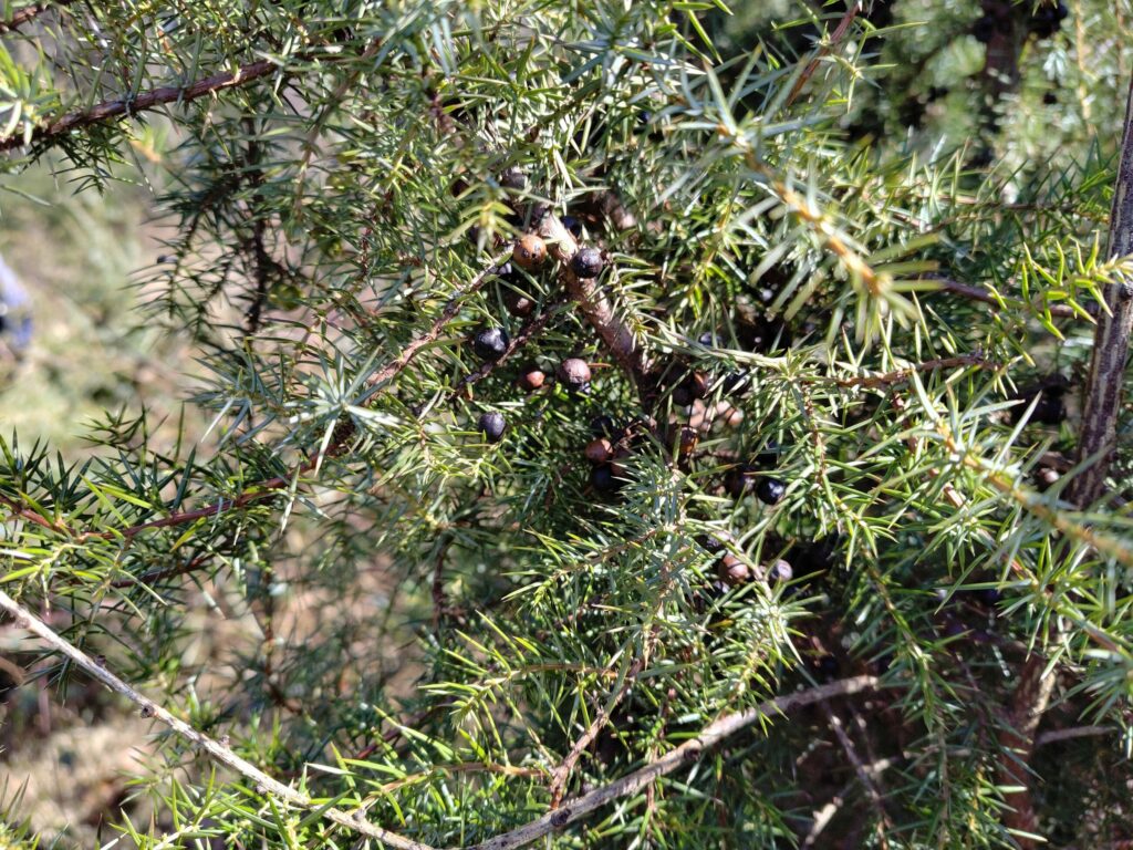 Можжевельник обыкновенный — общий вид (Juniperus communis)