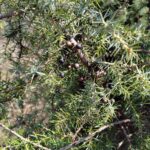 Можжевельник обыкновенный — общий вид (Juniperus communis)