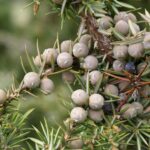 Можжевельник обыкновенный — плоды (Juniperus communis)