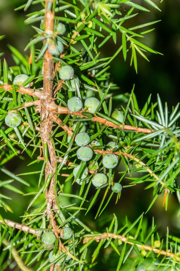 Можжевельник обыкновенный — общий вид (Juniperus communis)