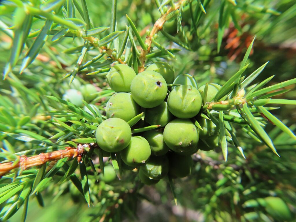 Можжевельник обыкновенный — общий вид (Juniperus communis)