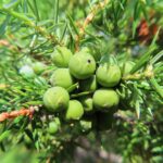 Можжевельник обыкновенный — общий вид (Juniperus communis)