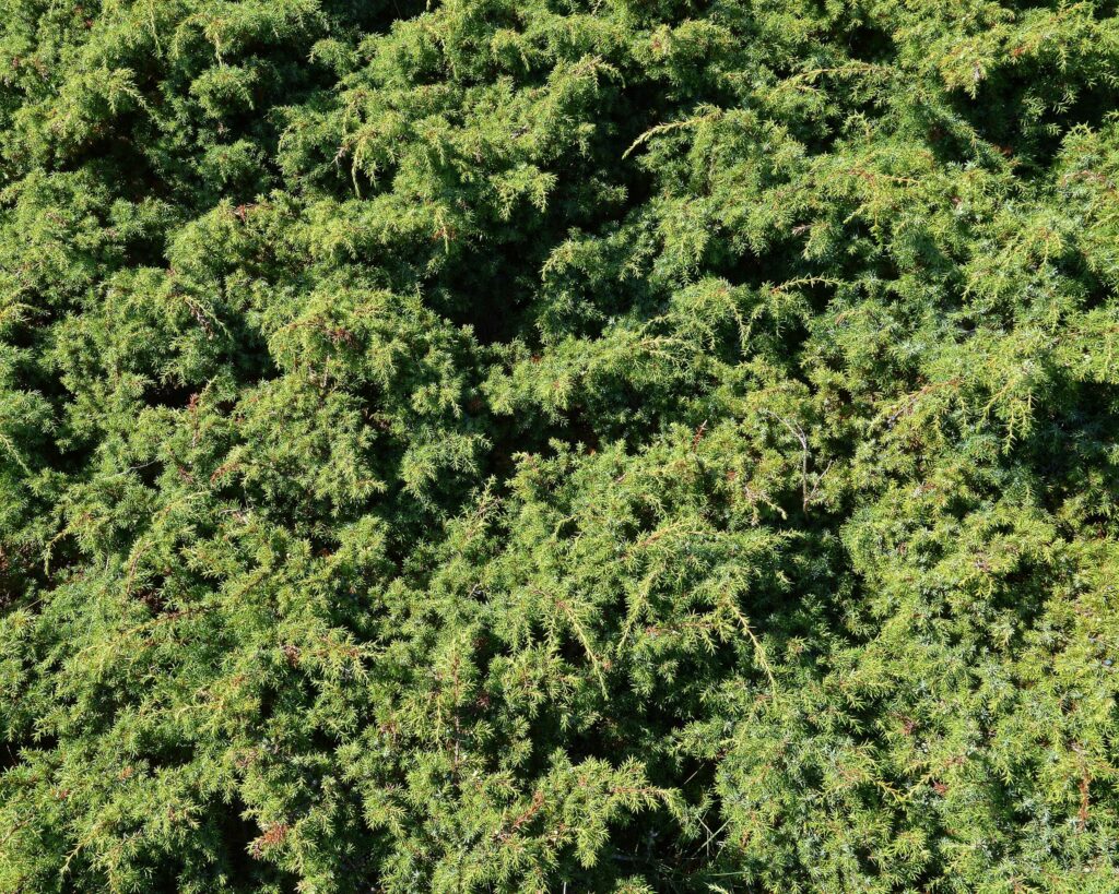 Можжевельник обыкновенный — общий вид (Juniperus communis)