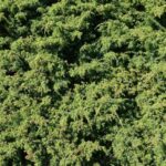 Можжевельник обыкновенный — общий вид (Juniperus communis)