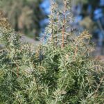 Можжевельник обыкновенный — общий вид (Juniperus communis)